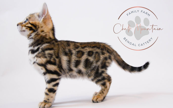 Bengal kitten for sale